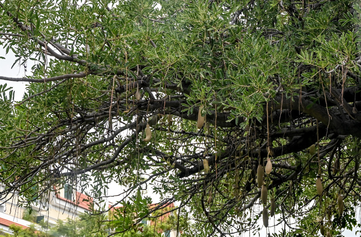 Изображение особи Kigelia pinnata.