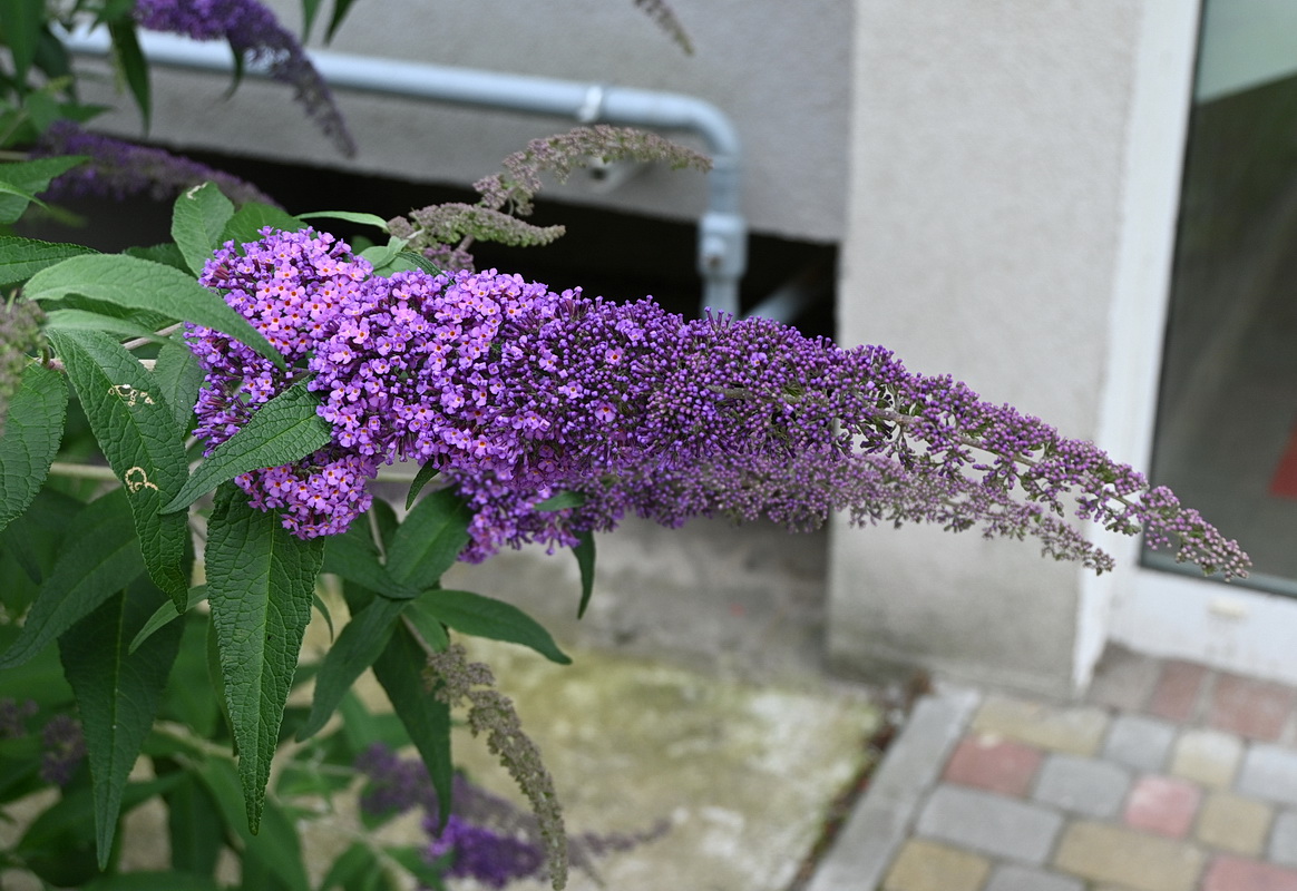 Изображение особи Buddleja davidii.