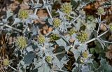 Eryngium maritimum. Верхушки побегов с соплодиями. Португалия, округ Сетубал, п-ов Троя, окраина песчаного пляжа. 16.08.2025.