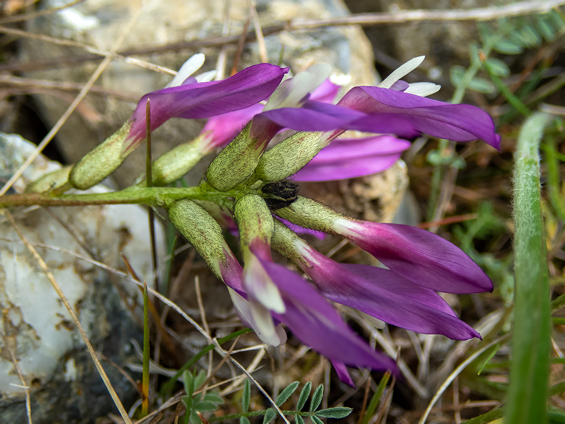 Изображение особи Astragalus suprapilosus.