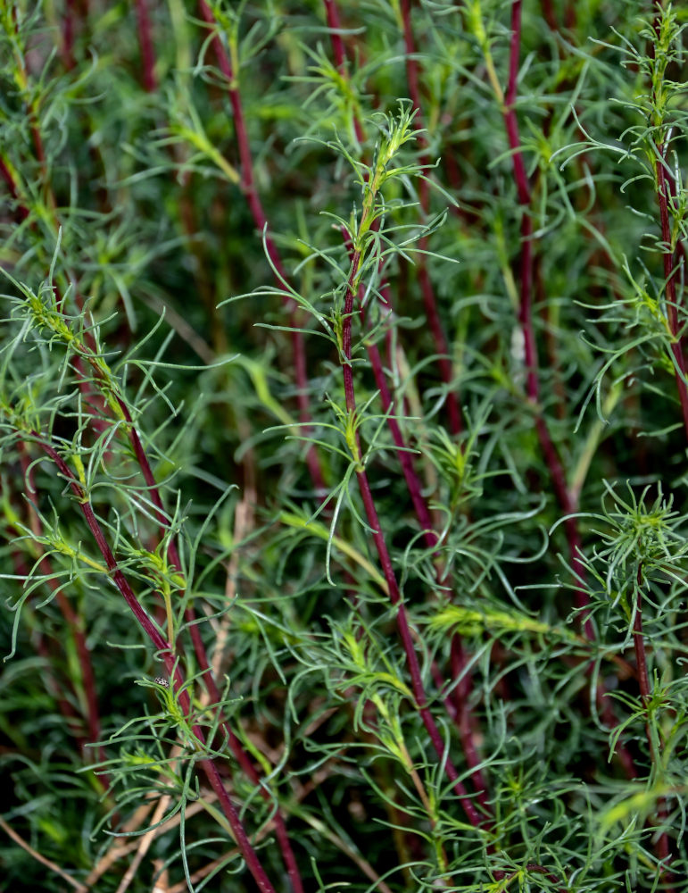 Image of genus Artemisia specimen.