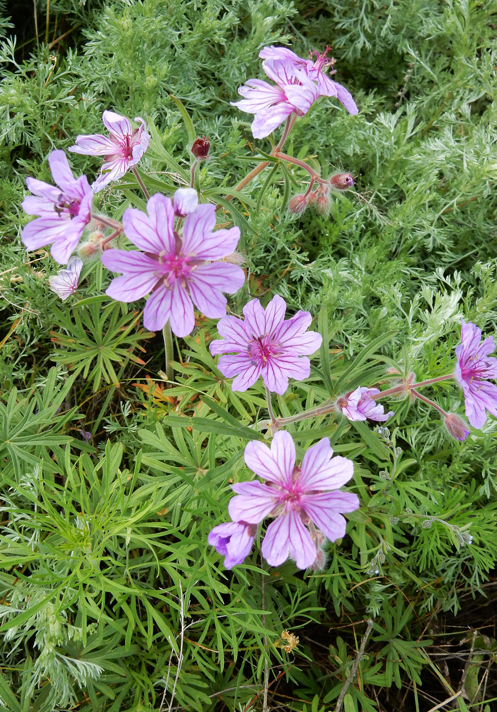 Image of genus Geranium specimen.