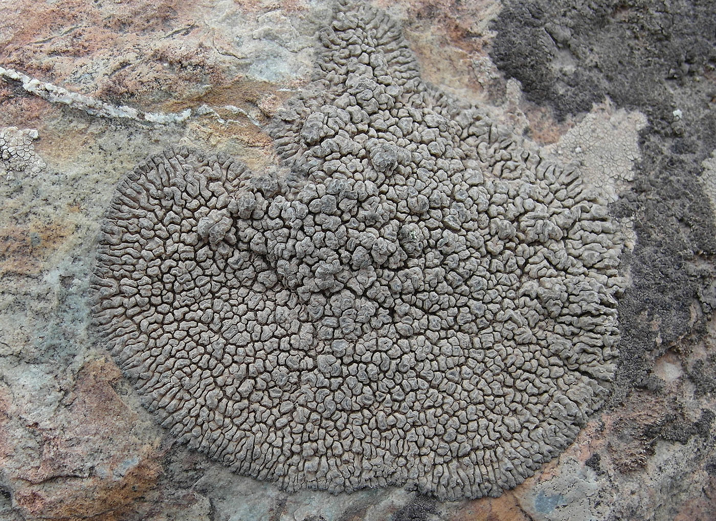 Изображение особи Aspicilia maculata.