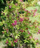 Weigela florida. Часть цветущего растения ('Moulin Rouge'). Волгоград, Волгоградский региональный ботанический сад. 23.05.2026.
