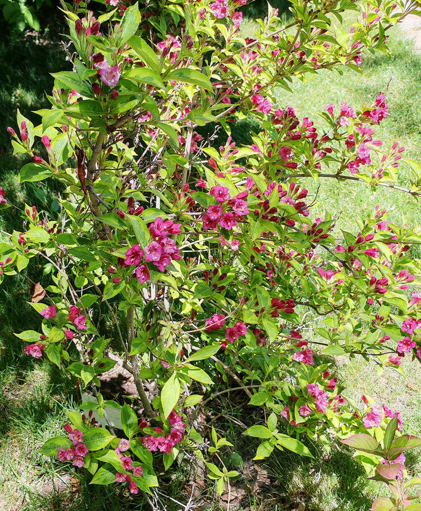 Image of Weigela florida specimen.
