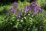 Campanula latifolia. Цветущие растения. С.-Петербург, Кировский р-н, двор жилого дома, цветник. 19.06.2026.