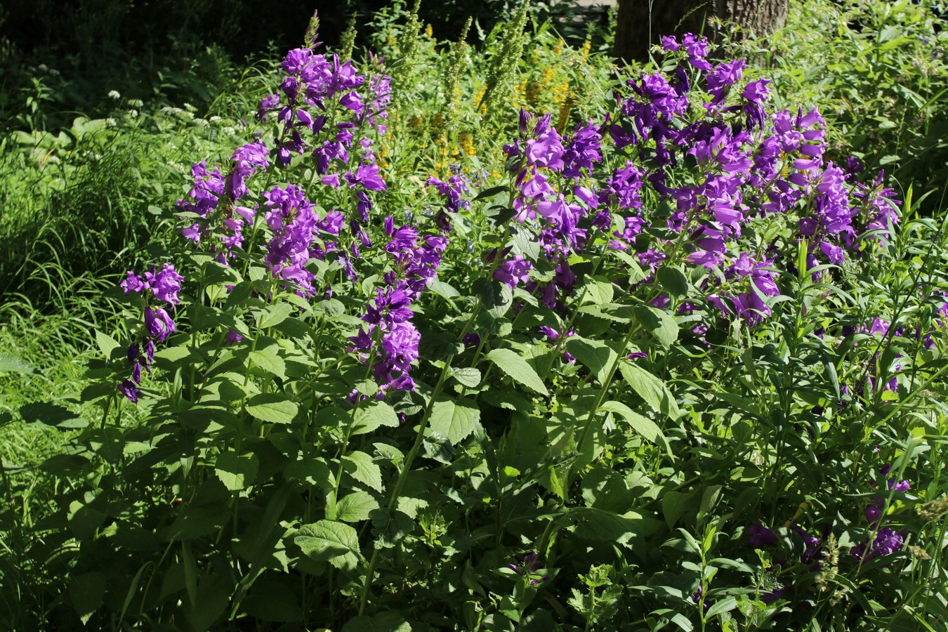Изображение особи Campanula latifolia.