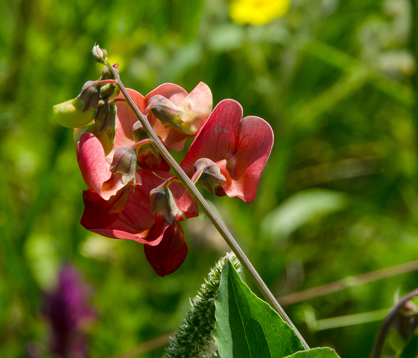 Image of Lathyrus tuberosus specimen.
