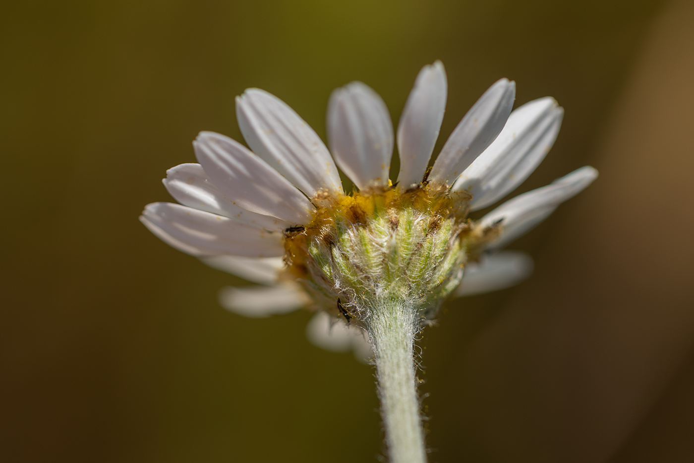 Image of Anthemis ruthenica specimen.