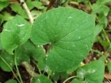 Viola brachyceras. Лист. Хабаровский край, г. Комсомольск-на-Амуре, Силинский лесопарк, лиственный лес, обочина лесной дороги. 23.08.2026.