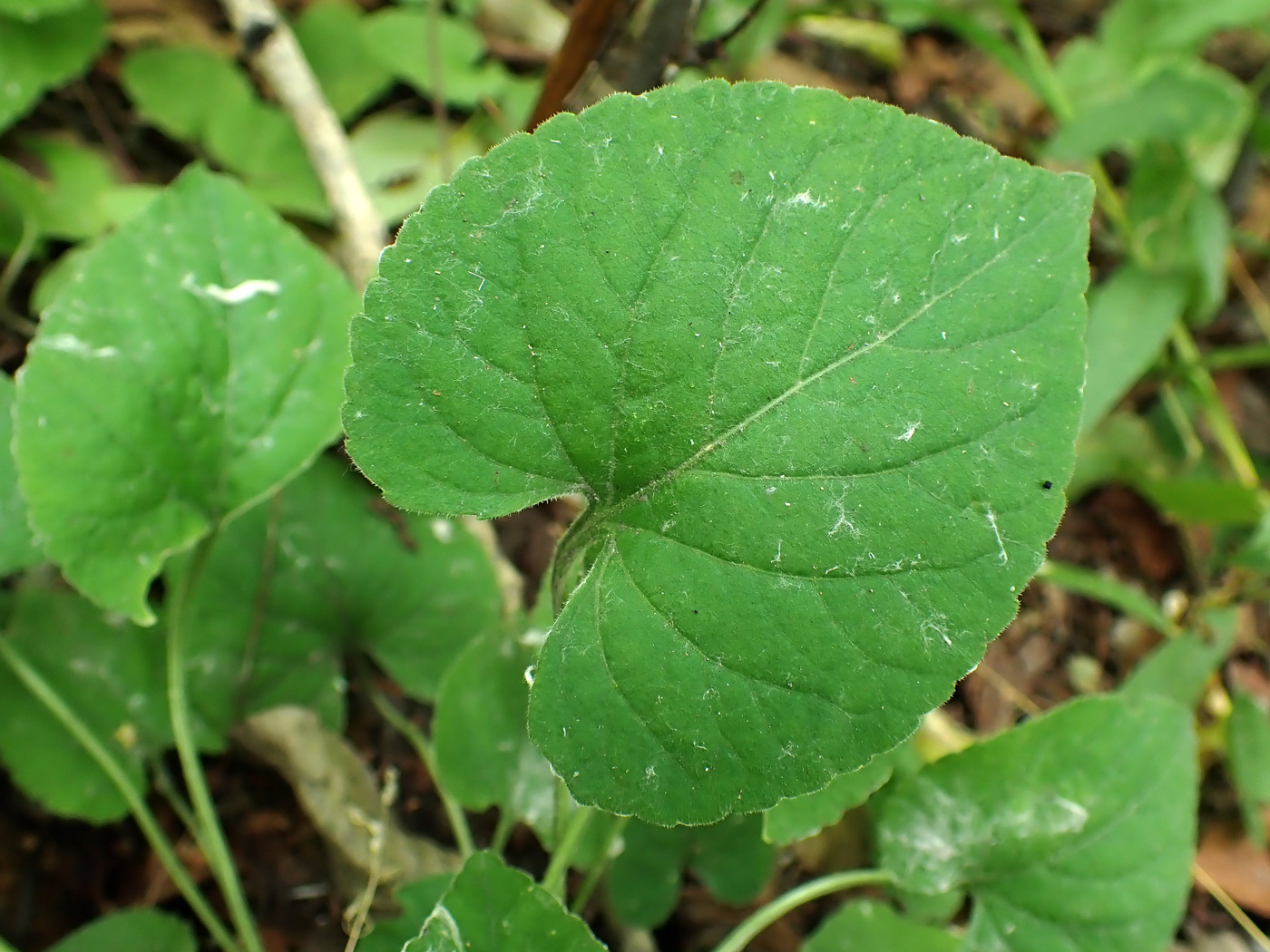 Image of Viola brachyceras specimen.