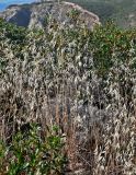 Avena sterilis. Плодоносящие растения. Португалия, округ Бежа, окр. г. Карвальял, каменистый склон, заросли кустарников. 06.06.2026.