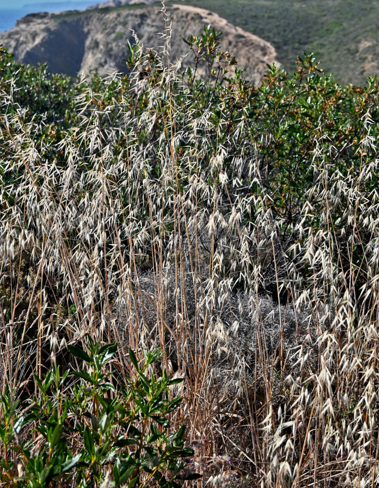 Image of Avena sterilis specimen.