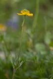 Anemonastrum speciosum. Верхушка цветущего растения. Карачаево-Черкесия, Карачаевский р-н, ущ. ручья Тырменлыкол, 2900 м н.у.м., альпийский луг. 08.08.2026.