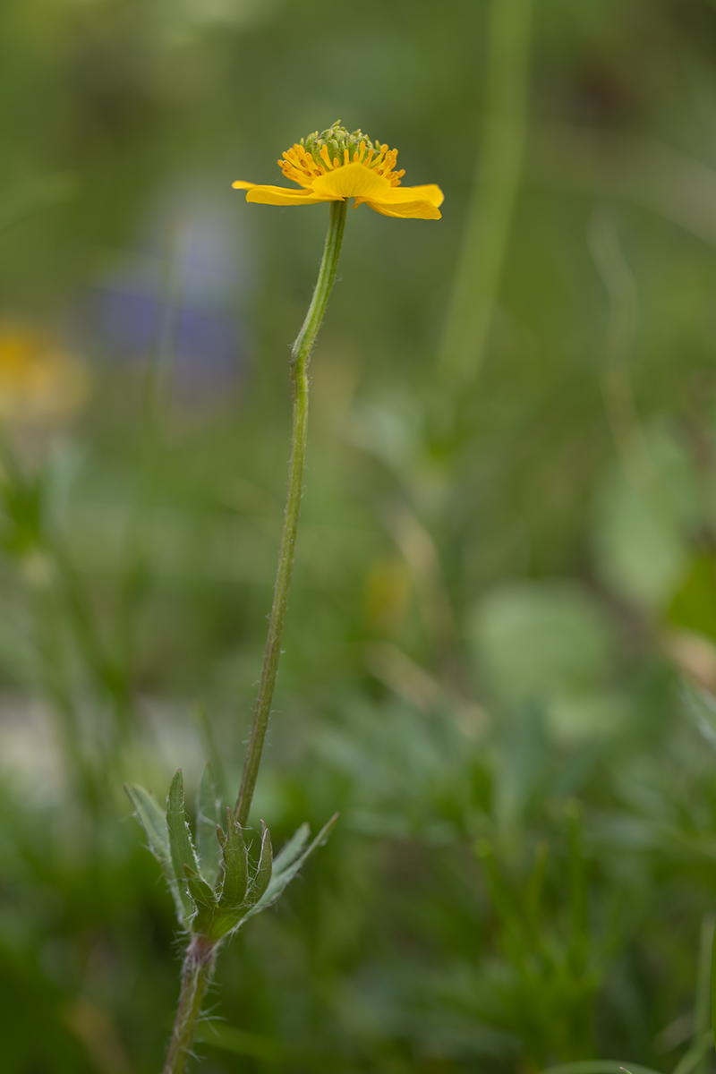 Изображение особи Anemonastrum speciosum.