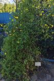 Clematis tangutica