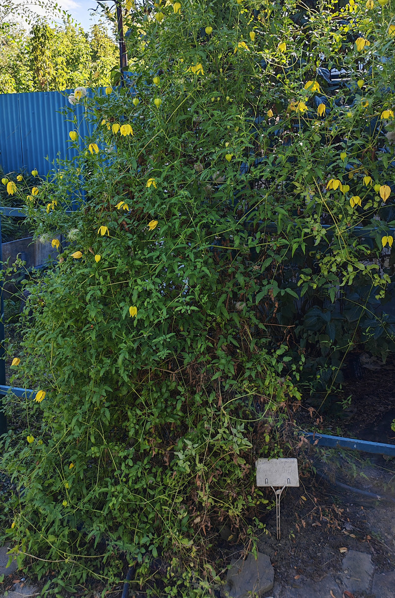 Image of Clematis tangutica specimen.