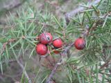 Juniperus deltoides. Ветвь с \"шишкоягодами\". Южный Берег Крыма, северо-восточный склон горы Кастель. 11 февраля 2009 г.