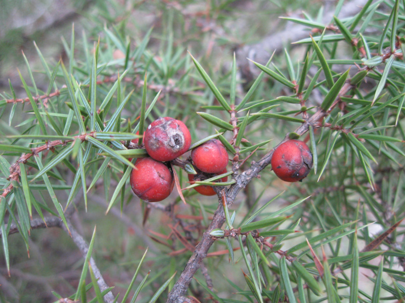 Изображение особи Juniperus deltoides.