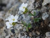 Arabis caucasica