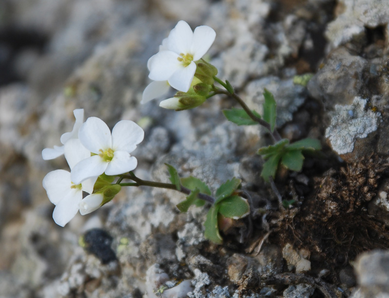 Изображение особи Arabis caucasica.