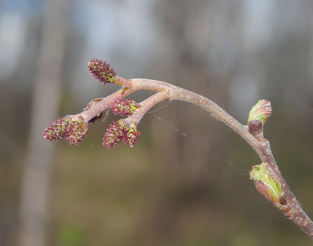 Изображение особи Alnus kolaensis.