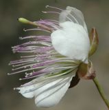 Capparis herbacea