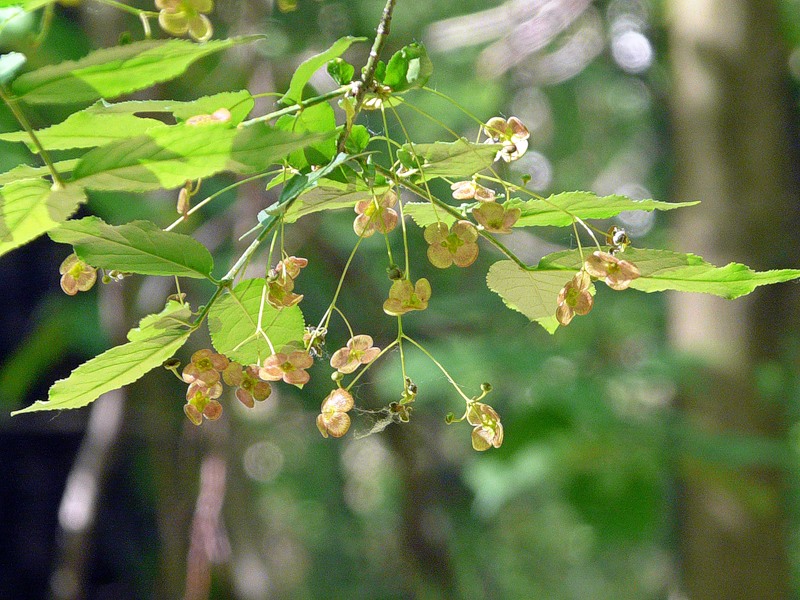 Изображение особи Euonymus verrucosus.