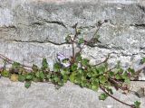 Cymbalaria muralis