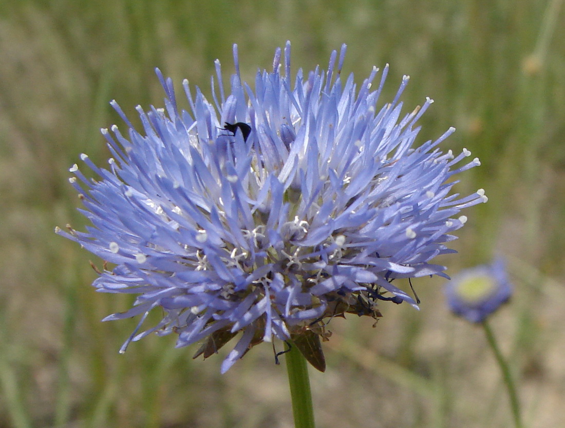 Image of Jasione montana specimen.