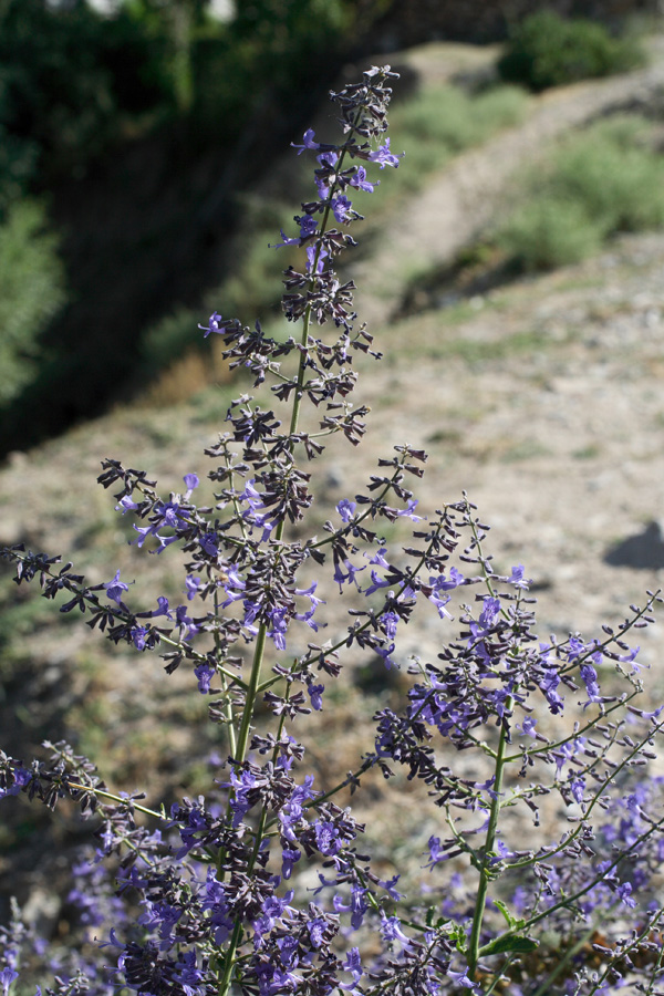 Image of Perovskia scrophulariifolia specimen.