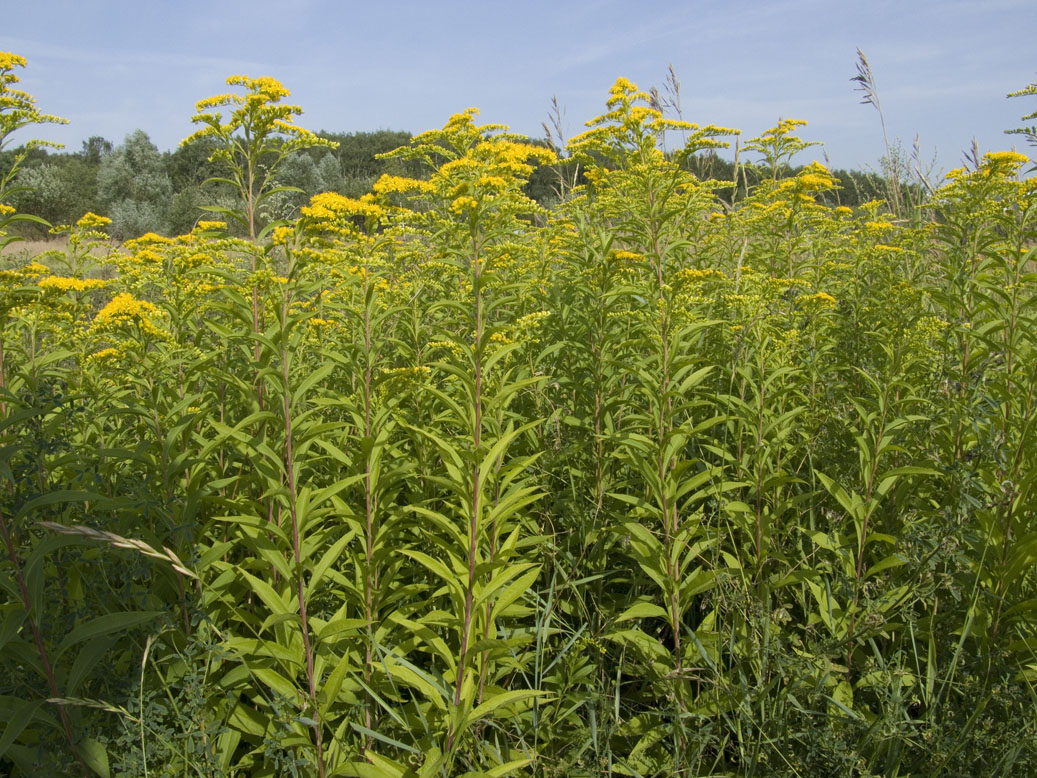 Image of Solidago gigantea specimen.