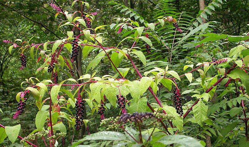 Image of Phytolacca americana specimen.