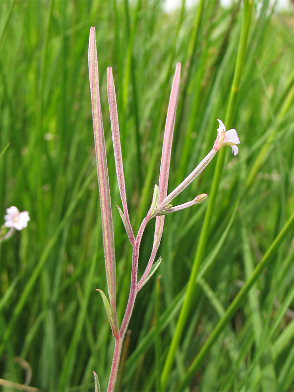 Image of Epilobium palustre specimen.