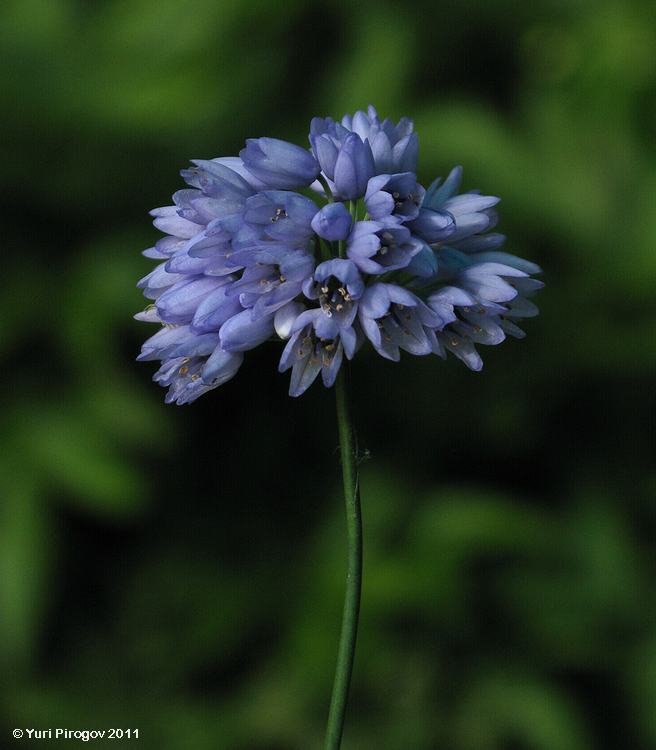 Image of Allium sikkimense specimen.