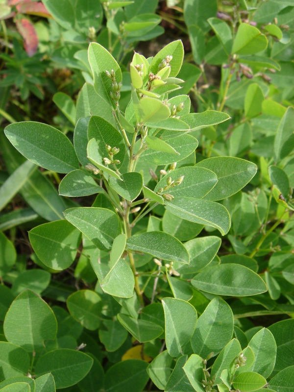 Image of Lespedeza bicolor specimen.