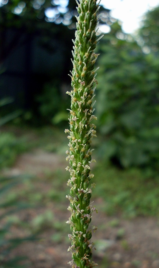 Image of Plantago major specimen.