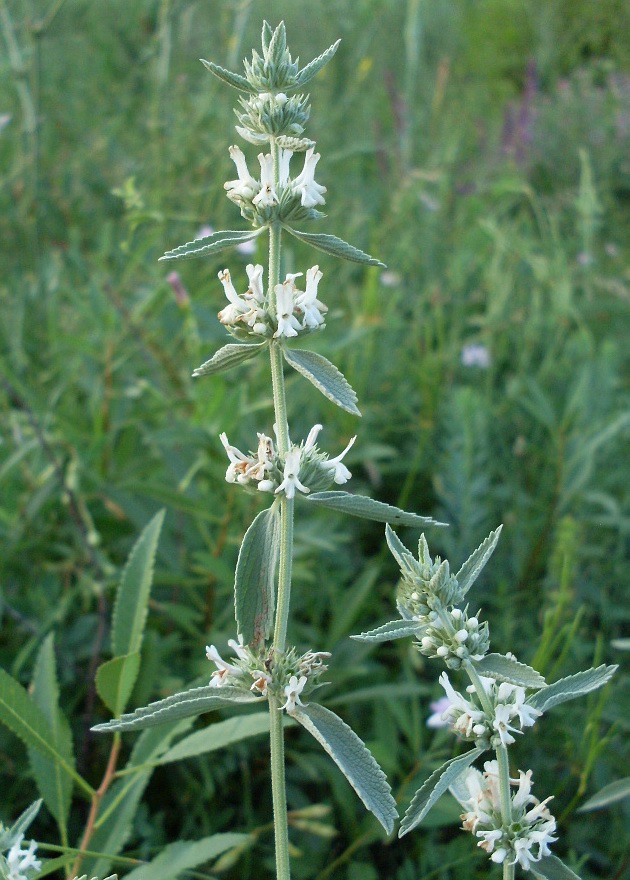 Image of Marrubium praecox specimen.