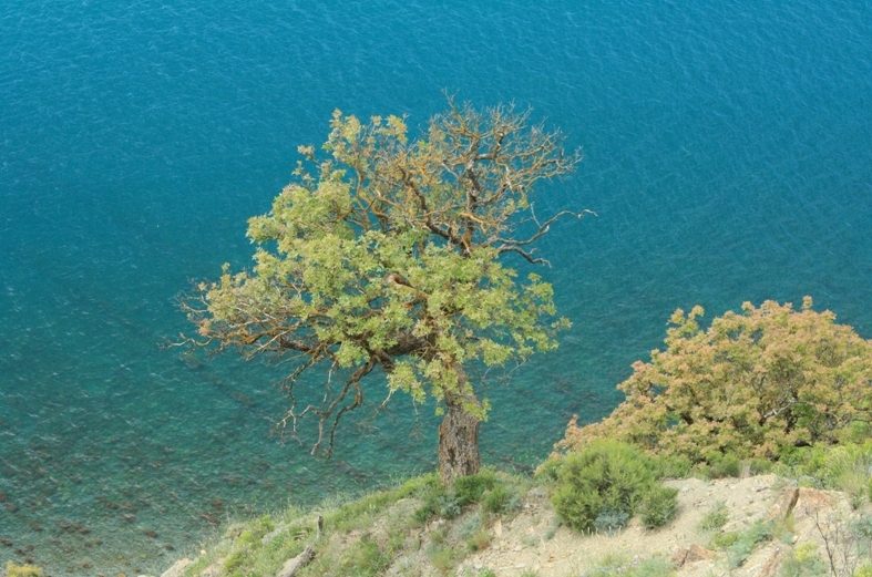 Image of Pistacia mutica specimen.