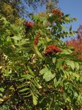 Rhus coriaria