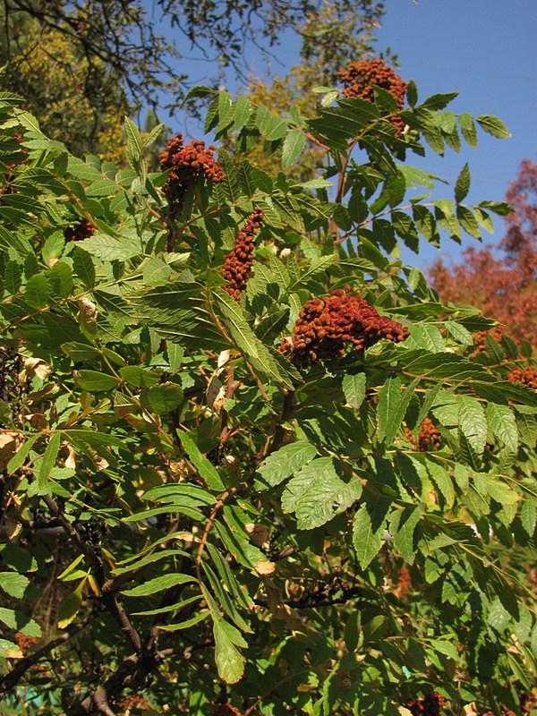 Image of Rhus coriaria specimen.