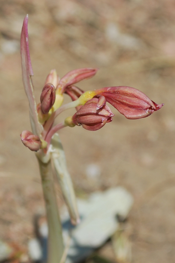 Изображение особи Ungernia sewerzowii.