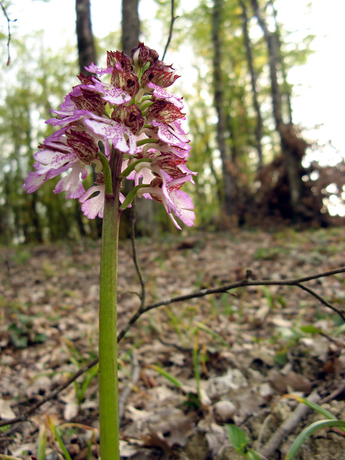 Image of Orchis purpurea specimen.