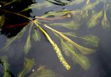 Potamogeton lucens. Цветущий побег. Вологодская обл., Череповецкий р-н, Дарвинский заповедник, окр. д. Борок, мелководье Рыбинского водохранилища у о-ва Силан. 22.07.2011.