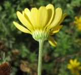 Anthemis tinctoria. Соцветие (вид сбоку). Санкт-Петербург, клумба. 27 сентября 2011 г.