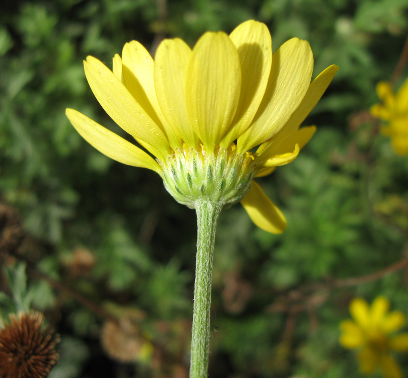 Изображение особи Anthemis tinctoria.