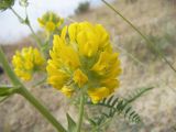 Astragalus finitimus