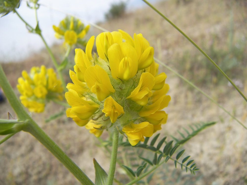 Image of Astragalus finitimus specimen.