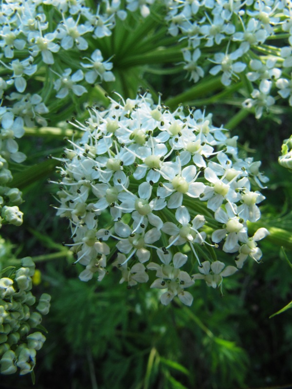 Image of Pleurospermum uralense specimen.