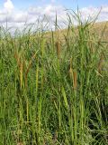 Typha angustifolia